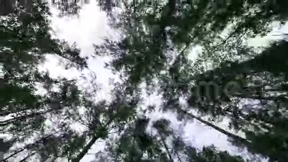 在森林里散步从下往上看摄像机穿过树林视频的预览图