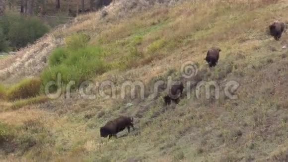 野牛在山下奔跑视频的预览图