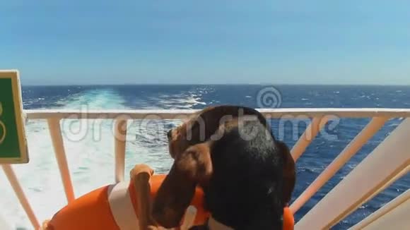 狗在船上看着大海去度假视频的预览图