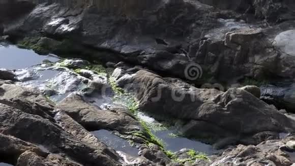 小鸟在岩石海滩泼水视频的预览图