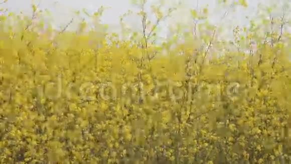 黄花的田野视频的预览图