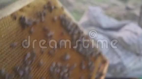 蜂窝上的蜜蜂收获蜂蜜养蜂人轻轻地从框架中移除蜜蜂日记宏高清高清视频的预览图