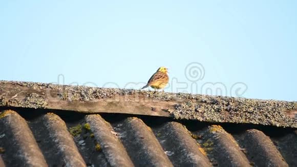 小鸟坐在屋顶边缘视频的预览图