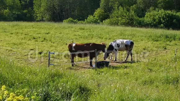 两头奶牛在夏季草地上放牧视频的预览图