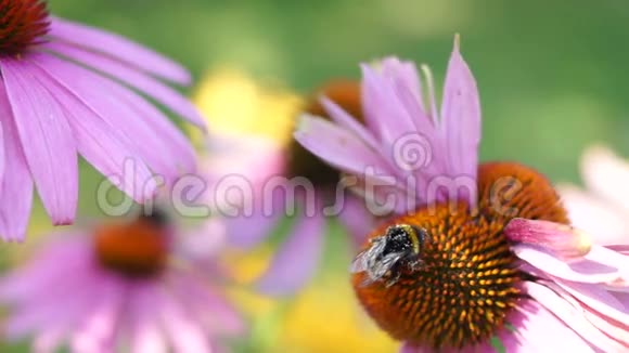 满含花粉饲料的大黄蜂紫锥花视频的预览图