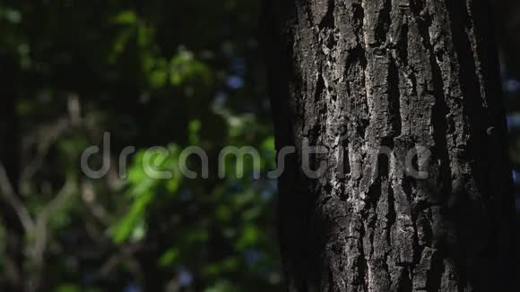 树干上带着阳光的刺眼太阳能光片视频的预览图