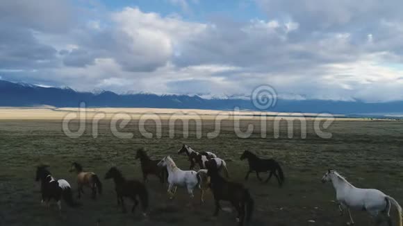 空中马跑过美丽的阳光山地草地春天自然动物景观4k慢动作视频的预览图