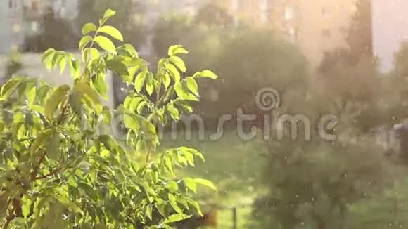 晴朗的秋雨视频的预览图