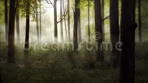 上午的密斯森林1080p30fps视频的预览图