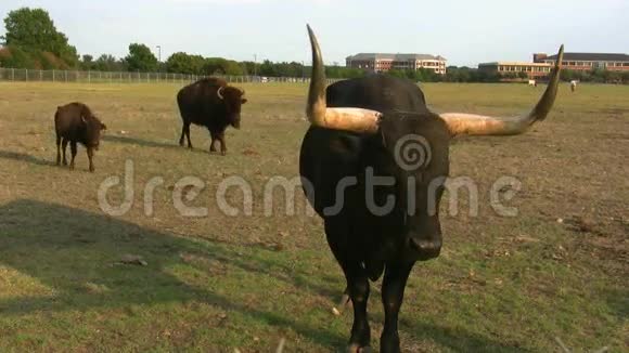 德克萨斯长角牛和水牛视频的预览图