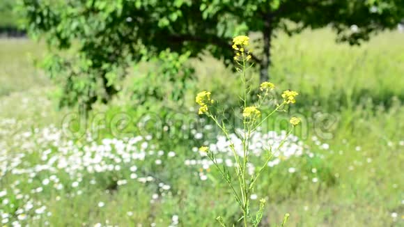 五彩缤纷的草地背景上美丽的鲜黄色花朵视频的预览图