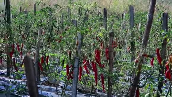红辣椒种植区视频的预览图
