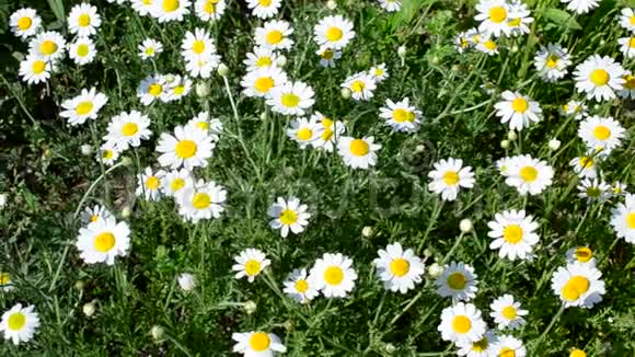 草地上有许多美丽的白色和黄色的雏菊花视频的预览图