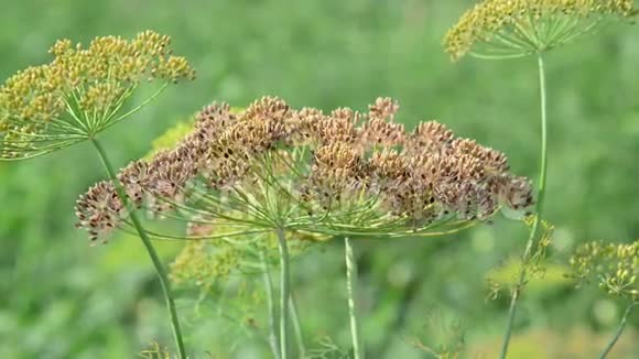 茴香伞形带种子8月视频的预览图