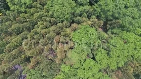 空中无人机飞过森林视频的预览图