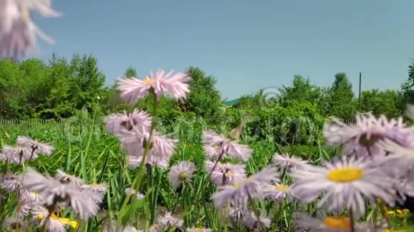 洋甘菊的花飞舞的蝴蝶采集花蜜视频的预览图