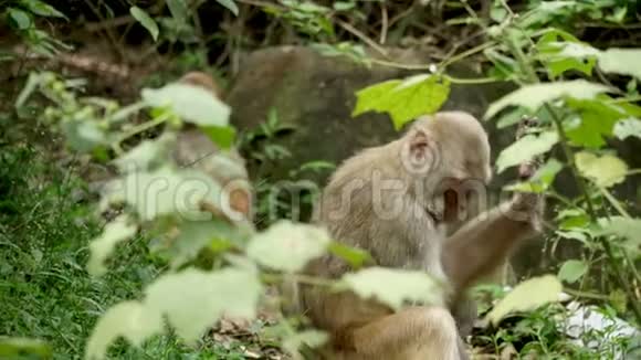 亚洲野生丛林中的猴子视频的预览图