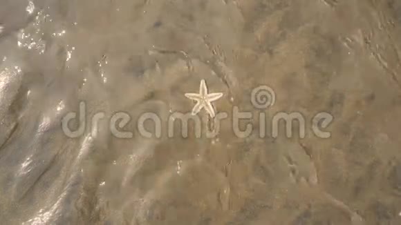 海星在干净的水中有光反射视频的预览图