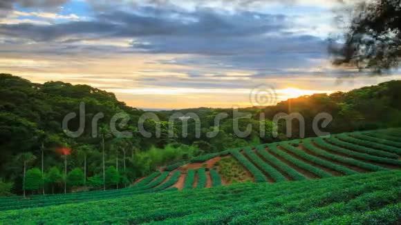 台湾背景色优美的茶园日落时光视频的预览图