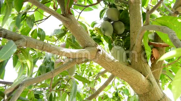 收集挂在树上的带杆的芒果果实视频的预览图