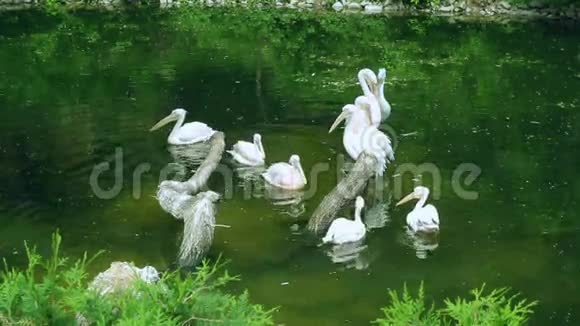 白在湖里游泳鸟类是野生动物水上禽鸟群视频的预览图
