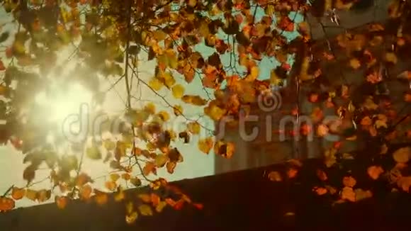 英国伦敦圣保罗大教堂透过秋天的树叶视频的预览图