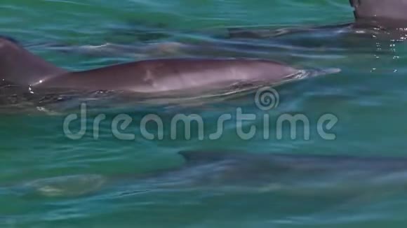 海洋和三只慢动作海豚视频的预览图