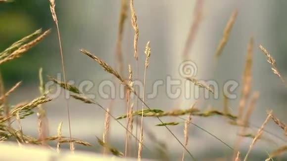 秋季草甸干草穗晨曦中的毛穗草视频的预览图