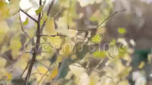 黄桦叶在风秋自然中发育视频的预览图