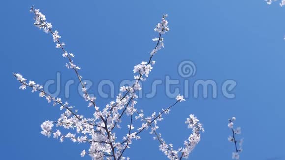 在天空背景下有白色小花的树枝视频的预览图