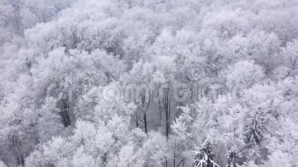 冬季仙女雪覆盖树木的鸟瞰图视频的预览图