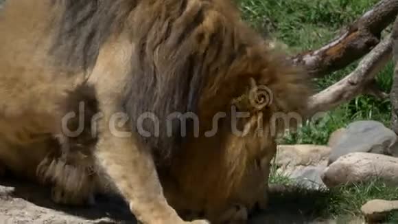 成年雄性狮子吃肉4K视频的预览图