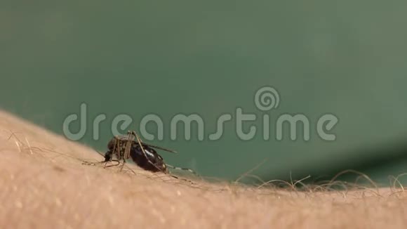 蚊子咬特写视频的预览图