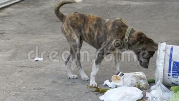 街上垃圾桶里的无家可归瘦弱和饥饿的狗谣言亚洲泰国视频的预览图