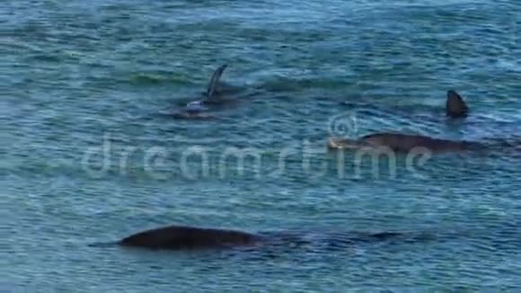 海洋和一群慢动作的海豚视频的预览图