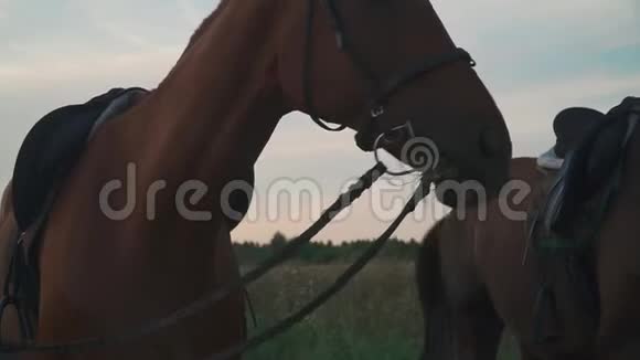两匹马在田野上放牧视频的预览图