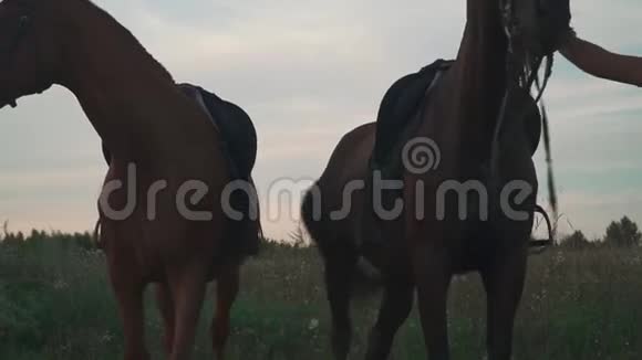 两匹马在田野上放牧视频的预览图
