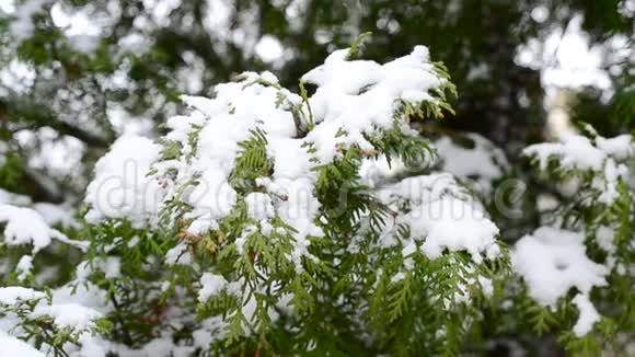 冬天雪落在雪绿的竹枝上视频的预览图