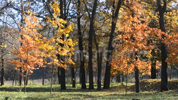 秋天公园或森林被风吹落的美丽的叶子视频的预览图