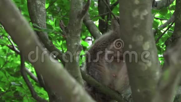 野蛮猴子在树上吃沙拉视频的预览图