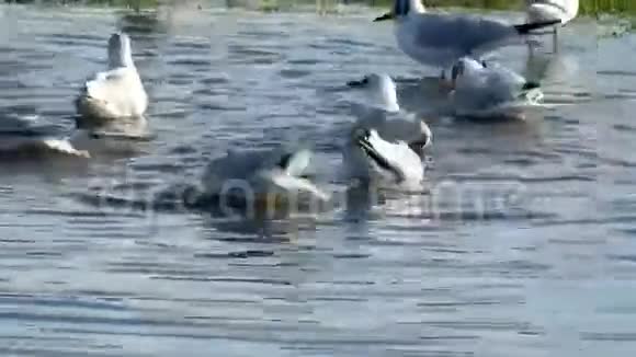 黑头海鸥在淡水中洗澡视频的预览图