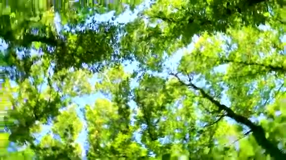 底部的视野绿色的树木与树叶和阳光视频的预览图