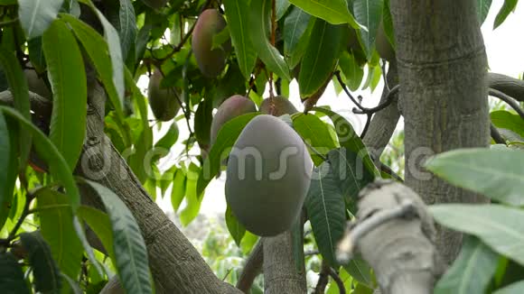 收集一颗挂在树枝上的芒果热带水果用一根杆子视频的预览图
