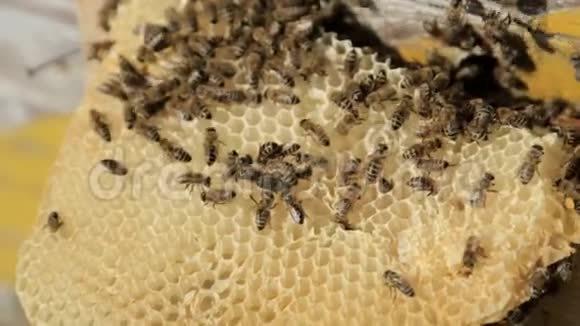 蜜蜂蜜蜂对蜂蜜细胞的观察视频的预览图