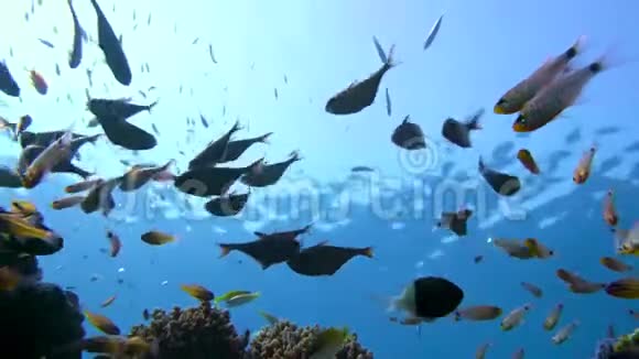 蓝水中的一群黄尾清扫鱼红海视频的预览图
