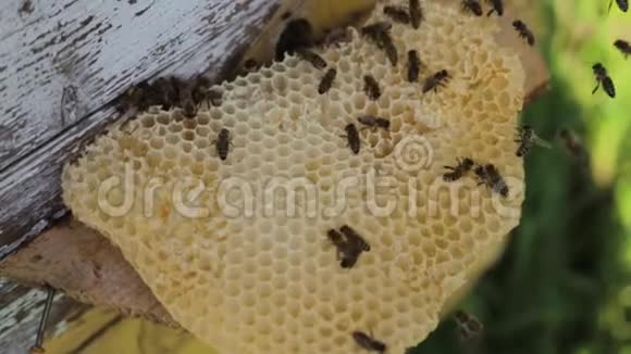 蜜蜂蜜蜂对蜂蜜细胞的观察视频的预览图