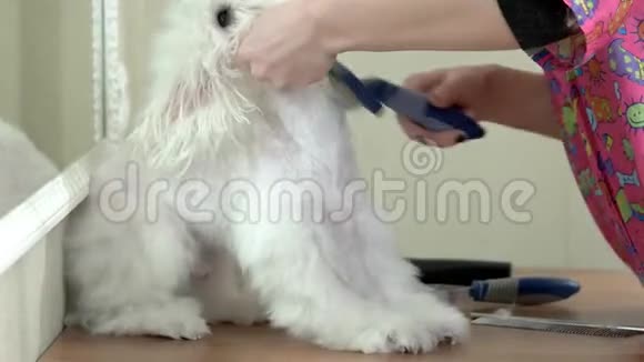 狗修衣师刷白麦芽糖视频的预览图