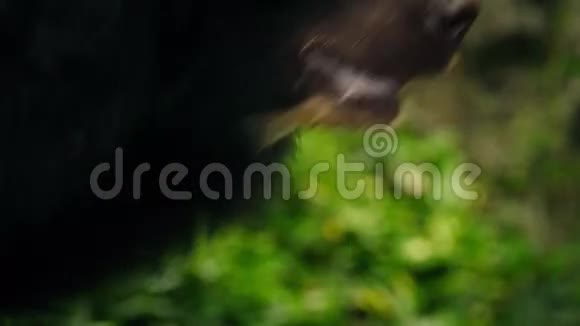熊爪绕着特写镜头移动视频的预览图
