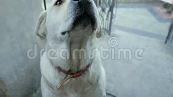 拉布拉多猎犬看着镜头视频的预览图