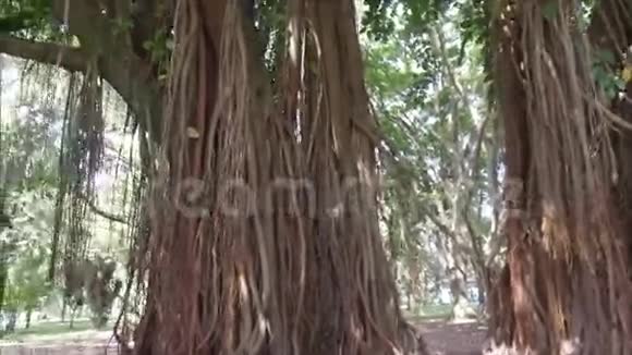 圣保罗著名的Ibirapuera公园的一棵大橡胶树的细节视频的预览图